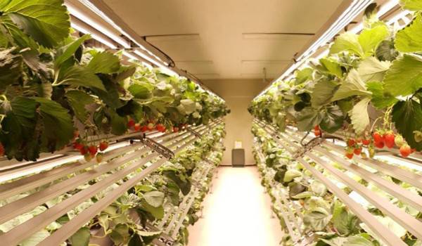 �n��Smart Farm Factory���^��I����Agronics