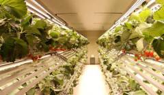 �n��Smart Farm Factory���^��I(y��)����Agronics