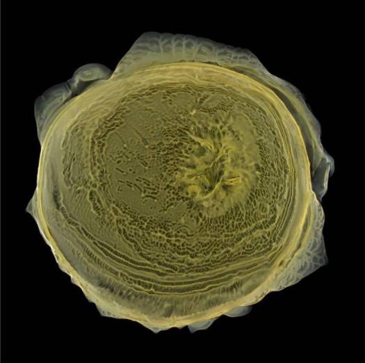 ���Ɓ��C(j��)�������¡��L�A��