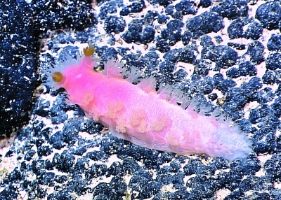 �Ї�ˮ�C���˵����ж�ţ��